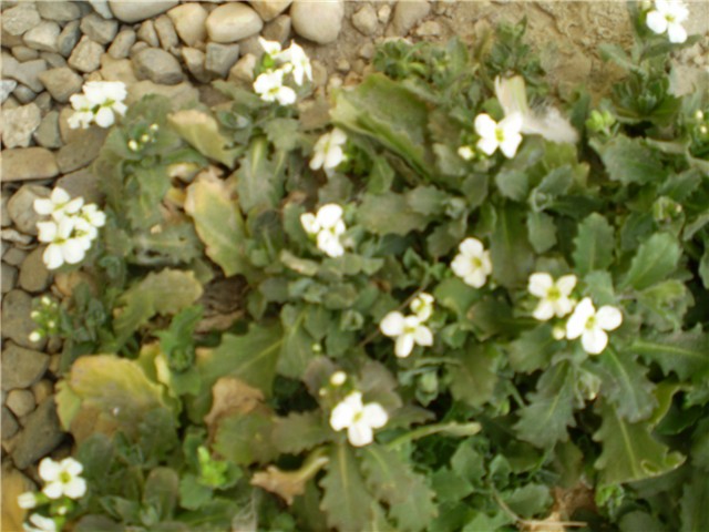 cvjetići